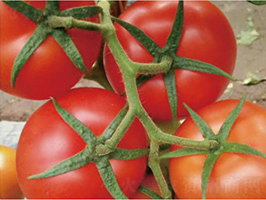 ����˹-���ѷN��-�͝��r(n��ng)�I(y��)