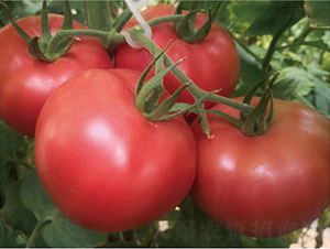 ̩��509-���ѷN��-�͝��r(n��ng)�I(y��)