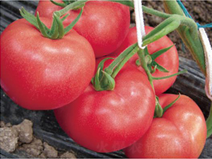 �hķ1355-���ѷN��-�͝��r(n��ng)�I(y��)