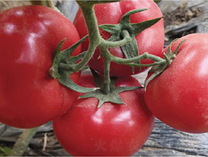 �hķ1300-���ѷN��-�͝��r(n��ng)�I(y��)