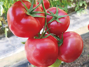 ������2137-���ѷN��-�͝��r(n��ng)�I(y��)