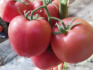 �hķ1157-���ѷN��-�͝��r(n��ng)�I(y��)