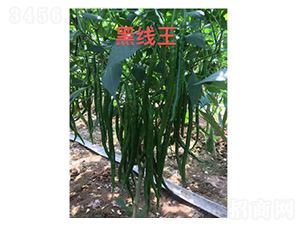 �����N��-�ھ���-���S�r(n��ng)�I(y��)