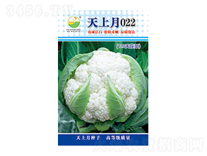 �׻�Ҭ�˷N��-������022-̫���N�I(y��)