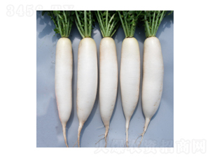 �}�ȷN��-����323-�A孷N�I(y��)