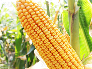 ����203-���׷N��-�Ǻ�����N�I(y��)