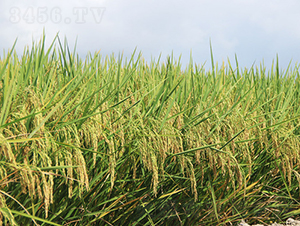 ���マ(y��u)565-ˮ���N��-�𽡷N�I(y��)