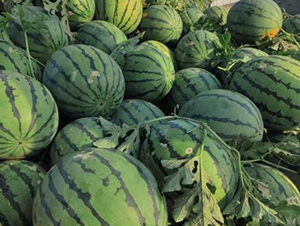 ���S16̖-���ϷN��-���S�N�I(y��)