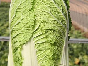 �ذ�һ̖(h��o)-�ײ˷N��-���S�N�I(y��)