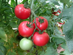 �߿�����8̖-���ѷN��-���S�N�I(y��)