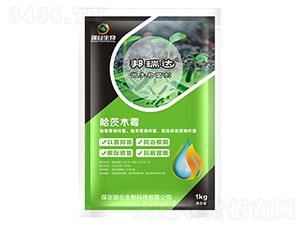 ����ľù��-�����_(d��)-�������